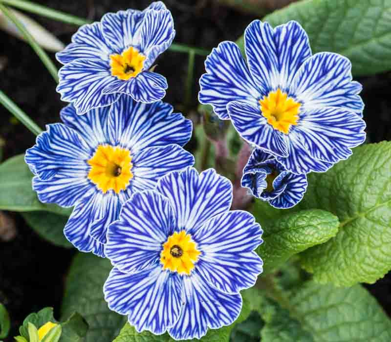 Primula Zebra Blue Polyanthus Primrose